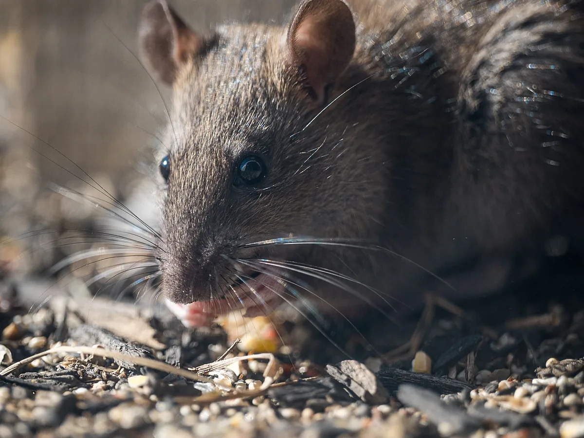 Rat Baiting & Bait Stations